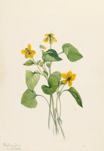 Viola eriocarpa Violeta Amarelo Liso, 1919. de Mary Vaux Walcott