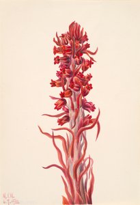 Planta da Neve Sarcodes sanguinea, 1930. de Mary Vaux Walcott