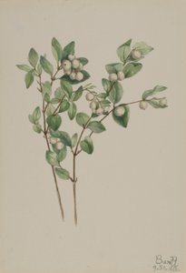 Bagaço de neve (Symphoricarpos albus) de Mary Vaux Walcott