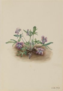 Violeta da Costa Sul (Viola septemloba) de Mary Vaux Walcott