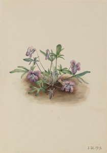 Litoral Sul Violeta Viola septemloba, 1919. de Mary Vaux Walcott