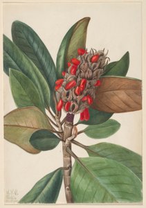 Magnólia do Sul (Magnolia grandiflora) de Mary Vaux Walcott