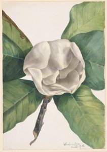 Magnólia do Sul (Magnolia grandiflora) de Mary Vaux Walcott
