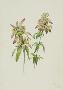 Bálsamo de abelha manchado (Monarda punctata) de Mary Vaux Walcott