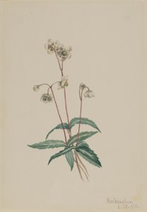 Pipsissewa manchada (Chimaphila maculata) de Mary Vaux Walcott