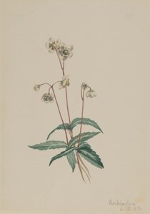 Spotted Pipsissewa Chimaphila maculata, 1918. de Mary Vaux Walcott