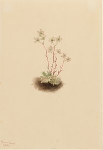 Saxifragem manchada (Saxifraga bronchialis) de Mary Vaux Walcott