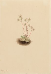 Spotted Saxifrage Saxifraga bronchialis, 1903. de Mary Vaux Walcott
