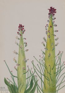 Influxo Squaw-Cabbage Caulanthus, 1935. de Mary Vaux Walcott
