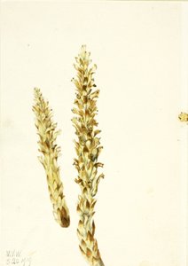 Squawroot Conopholis americana, 1919. de Mary Vaux Walcott