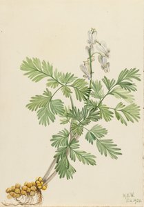 Esquilo Milho Bikukulla canadensis, 1920. de Mary Vaux Walcott