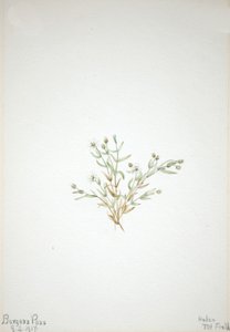 Stelleria leata, 1917. de Mary Vaux Walcott