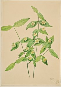 Morangueiro (Euonymus americanus) de Mary Vaux Walcott