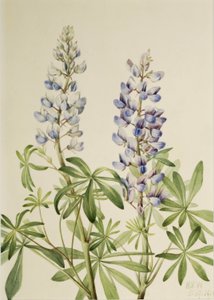 Tremoço de marcação solar (Lupinus perennis) de Mary Vaux Walcott
