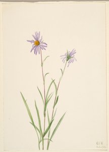 Aster do pântano (Aster paludosus) de Mary Vaux Walcott