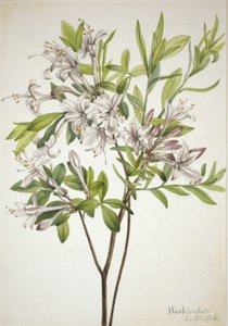 Azálea do pântano (Azalea viscosa) de Mary Vaux Walcott