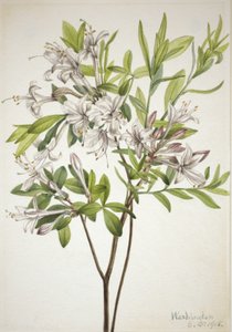 Pântano Azalea Azalea viscosa, 1918. de Mary Vaux Walcott