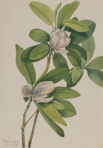Magnólia do pântano (Magnolia virginiana) de Mary Vaux Walcott