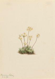 Doce Androsace Androsace carinata, 1916. de Mary Vaux Walcott