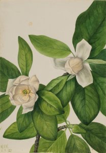 Sweetbay (Magnolia virginiana) de Mary Vaux Walcott