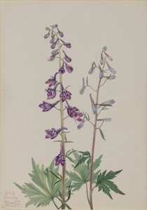 Larkspur alto (Delphinium elongatum) de Mary Vaux Walcott