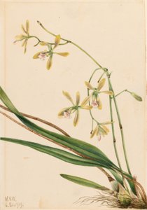 Epidendro de Tampa (Epidendrum tampense) de Mary Vaux Walcott