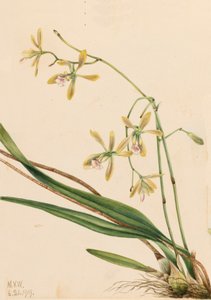 Epidendrum tampense Tampa, 1919 de Mary Vaux Walcott