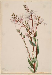 Flor de alcatrão (Befaria racemosa) de Mary Vaux Walcott