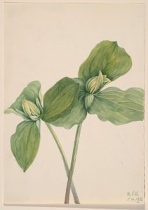 Trillium lagarta (Trillium sessile) de Mary Vaux Walcott