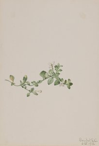 Trailing Houstonia Houstonia procumbens, 1918. de Mary Vaux Walcott