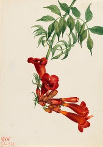Bignonia radicans (Bignonia radicans) de Mary Vaux Walcott