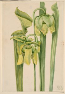 Folha de trombeta (Sarracenia flava) de Mary Vaux Walcott
