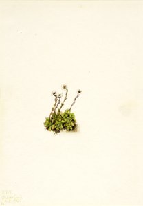 Tufted Saxifrage Saxifraga caespitosa, 1921. de Mary Vaux Walcott