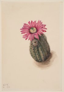 Cato cabeça de peru (Echinocerus perbellus) de Mary Vaux Walcott