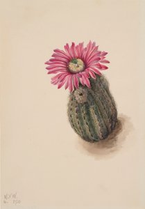 Turkeyhead Cactus Echinocerus perbellus, 1930. de Mary Vaux Walcott