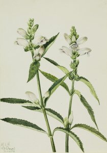 Cabeça de tartaruga (Chelone glabra) de Mary Vaux Walcott