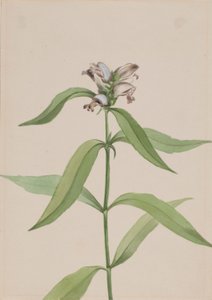 Cabeça de tartaruga (Chelone glabra) de Mary Vaux Walcott