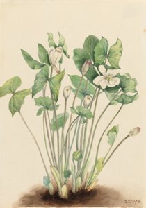 Folha dupla (Jeffersonia diphylla) de Mary Vaux Walcott