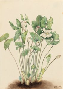Twinleaf Jeffersonia diphylla, 1919. de Mary Vaux Walcott