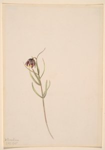 Sem título - Estudo de uma flor de Mary Vaux Walcott