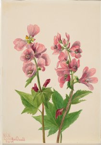 Sem título - Estudo de uma flor de Mary Vaux Walcott