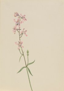 Sem título - Estudo de uma flor de Mary Vaux Walcott