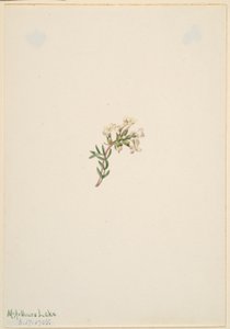 Sem título - Estudo de uma flor de Mary Vaux Walcott