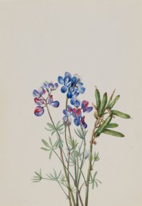 Sem título - Estudo de uma flor de Mary Vaux Walcott