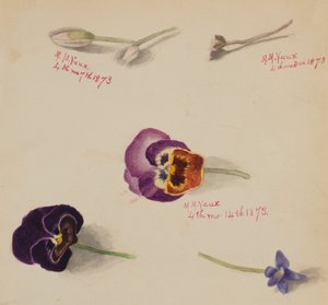 Untitled--Flower Study, 1873. de Mary Vaux Walcott