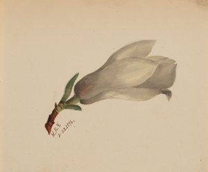 Sem título - Estudo de flores, 1876. de Mary Vaux Walcott