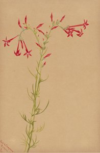 Untitled--Flower Study, 1883. de Mary Vaux Walcott