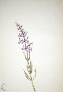 Sem título... Estudo Flower, 1900. de Mary Vaux Walcott
