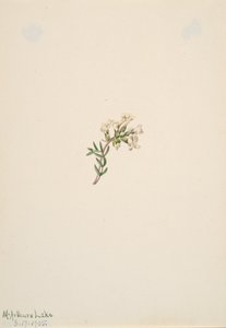 Sem título - Estudo de flores, 1905. de Mary Vaux Walcott