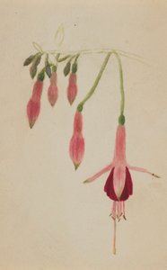 Estudo sem título... Flower Study, ca. 1872-1874. de Mary Vaux Walcott